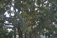 Terminalia paniculata